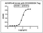 DYKDDDDK Tag Antibody in ELISA (ELISA)