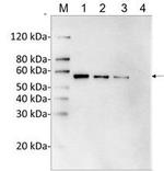 DYKDDDDK Tag Antibody in Western Blot (WB)