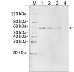 DYKDDDDK Tag Antibody in Western Blot (WB)