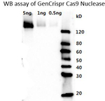 Cas9 Antibody in Western Blot (WB)