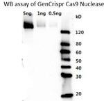 Cas9 Antibody in Western Blot (WB)