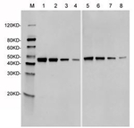 SpCas9 Antibody in Western Blot (WB)
