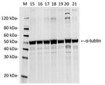 SpCas9 Antibody in Western Blot (WB)