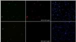 SaCas9 Antibody in Immunocytochemistry (ICC/IF)