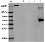 SaCas9 Antibody in Western Blot (WB)