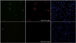 SaCas9 Antibody in Immunocytochemistry (ICC/IF)