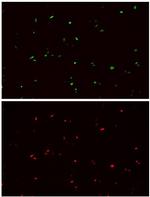HA tag Antibody in Immunocytochemistry (ICC/IF)