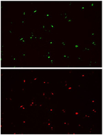 HA tag Antibody in Immunocytochemistry (ICC/IF)
