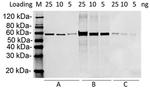 HA tag Antibody in Western Blot (WB)