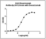 Bevacizumab Antibody in ELISA (ELISA)