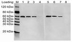 HA tag Antibody in Western Blot (WB)