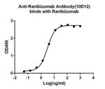 Ranibizumab Antibody in ELISA (ELISA)