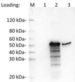 SARS-CoV-2 Nucleocapsid Antibody in Western Blot (WB)