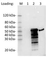 SARS-CoV-2 Nucleocapsid Antibody in Western Blot (WB)