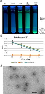 GFP Antibody in ELISA (ELISA)