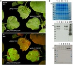 GFP Antibody in Western Blot (WB)