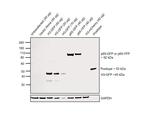 GFP Polyclonal Antibody, HRP