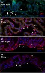 GFP Antibody in Immunohistochemistry (Paraffin) (IHC (P))