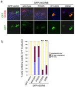 GFP Antibody in Immunocytochemistry (ICC/IF)