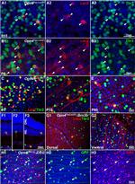 GFP Antibody in Immunohistochemistry (Frozen) (IHC (F))