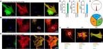 GFP Antibody in Immunocytochemistry (ICC/IF)