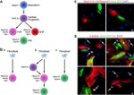 GFP Antibody in Immunocytochemistry (ICC/IF)