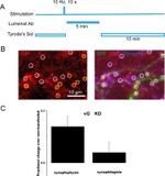 GFP Antibody in Immunocytochemistry (ICC/IF)