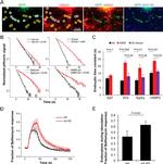 GFP Antibody in Immunocytochemistry (ICC/IF)