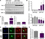 GFP Antibody in Immunocytochemistry (ICC/IF)