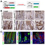 GFP Antibody in Immunohistochemistry (Paraffin) (IHC (P))