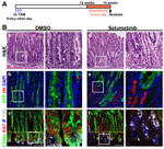 GFP Antibody in Immunohistochemistry (Paraffin) (IHC (P))
