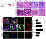 GFP Antibody in Immunohistochemistry (Paraffin) (IHC (P))