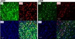 GFP Antibody in Immunohistochemistry (IHC)