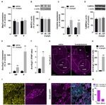 GFP Antibody in Immunohistochemistry (IHC)