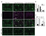 GFP Antibody in Immunohistochemistry (IHC)