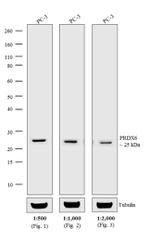 Rabbit IgG (H+L) Cross-Adsorbed Secondary Antibody in Western Blot (WB)