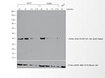 Goat anti-Rat IgG (H+L) Cross-Adsorbed Secondary Antibody, HRP
