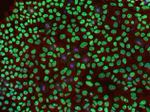 Rabbit IgG (H+L) Highly Cross-Adsorbed Secondary Antibody in Immunocytochemistry (ICC/IF)