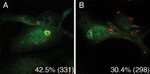 GFP Antibody in Immunocytochemistry (ICC/IF)