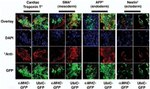 GFP Antibody in Immunocytochemistry (ICC/IF)