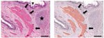 GFP Antibody in Immunohistochemistry (Paraffin) (IHC (P))