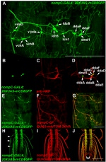 GFP Antibody in Immunohistochemistry (IHC)