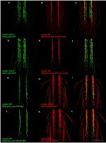 GFP Antibody in Immunohistochemistry (IHC)