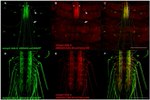 GFP Antibody in Immunohistochemistry (IHC)