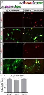 GFP Antibody in Immunocytochemistry (ICC/IF)
