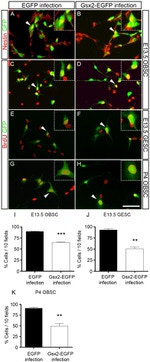 GFP Antibody in Immunocytochemistry (ICC/IF)
