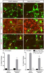 GFP Antibody in Immunocytochemistry (ICC/IF)