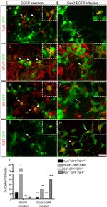 GFP Antibody in Immunocytochemistry (ICC/IF)