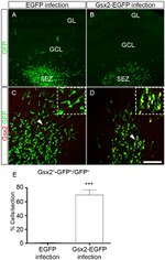 GFP Antibody in Immunocytochemistry (ICC/IF)