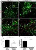 GFP Antibody in Immunocytochemistry (ICC/IF)